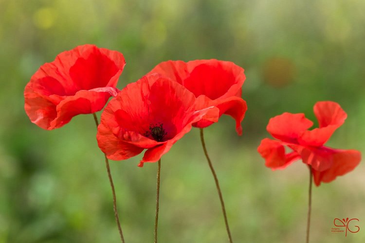Цветки мака | Poppy flowers