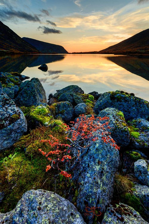 Красная карликовая берёза между валунов на берегу озера Тахтаръявр