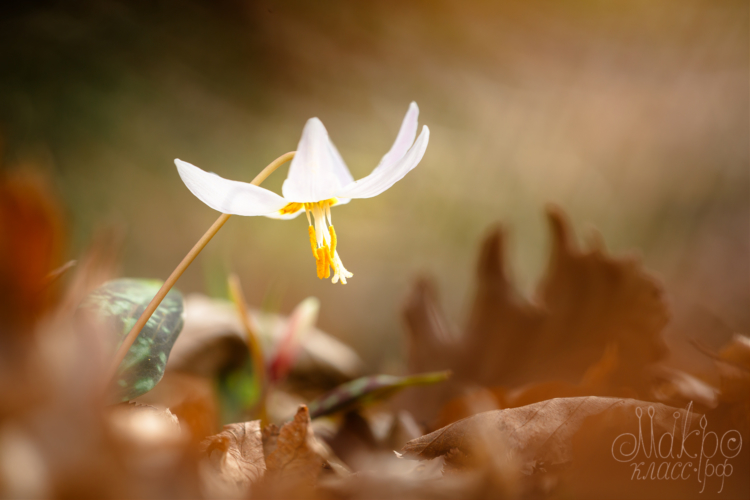 Цветущий кандык Кавказский (Erythronium caucasicum)