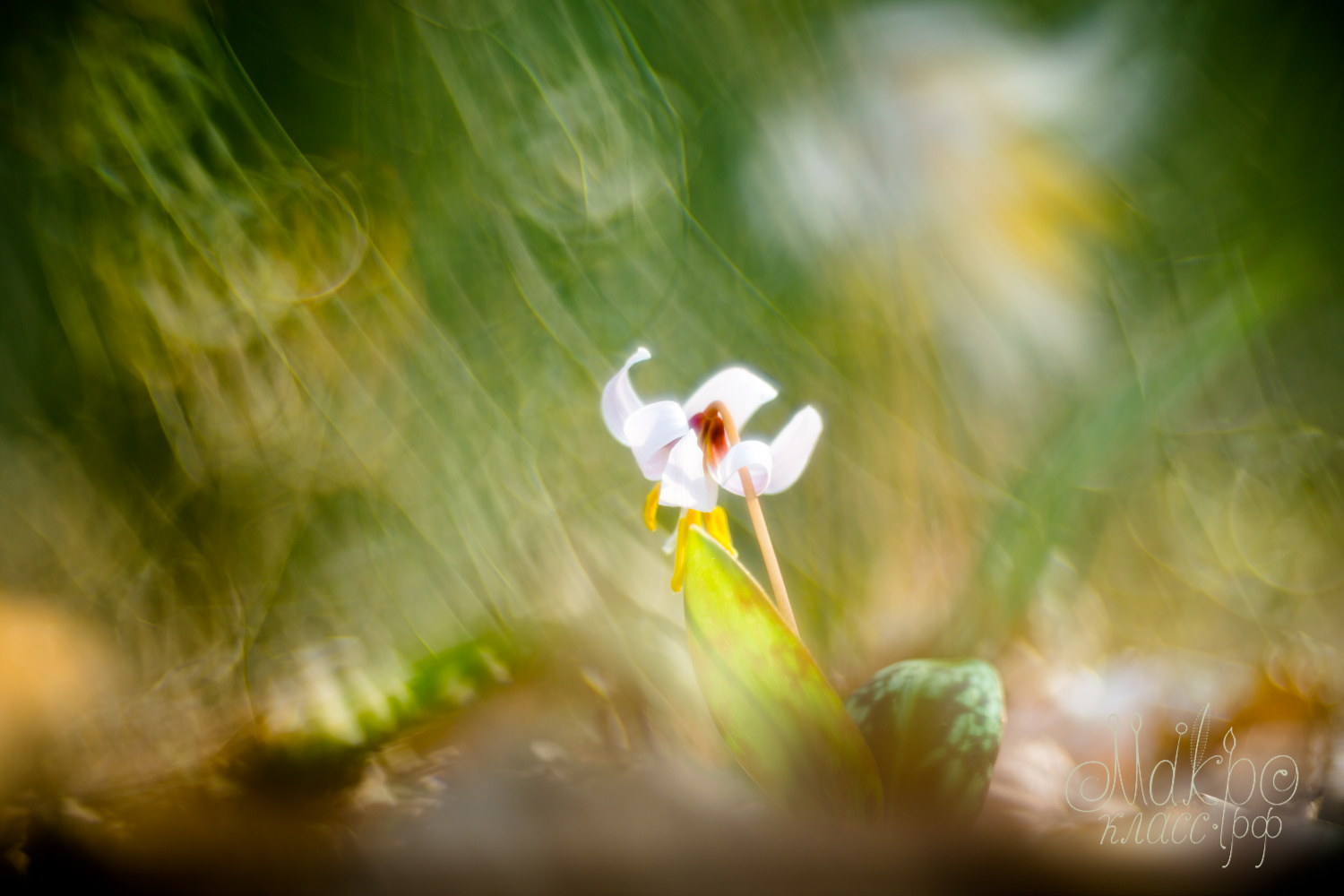 Erythronium in the wilds of space-time