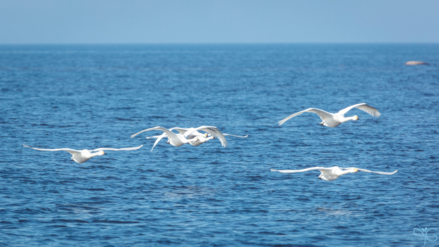 Лебеди на финском заливе в Лебяжье