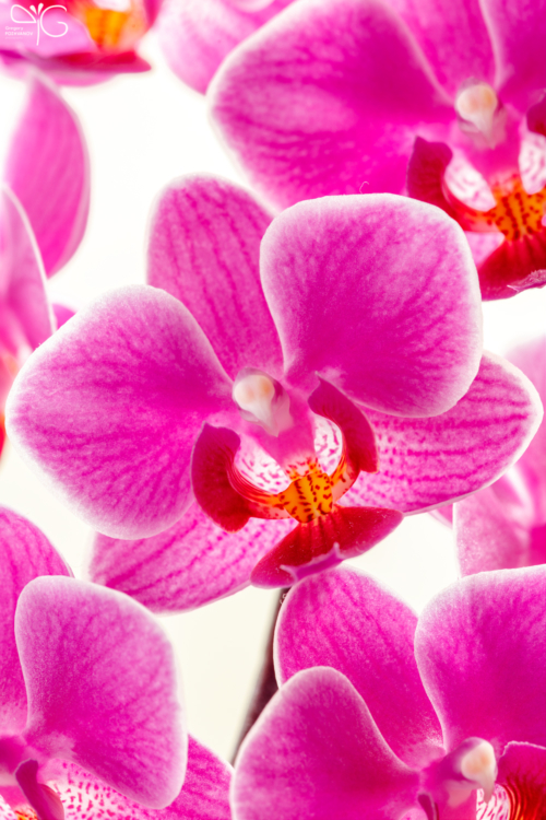 Орхидея фаленопсис, Phalaenopsis sp.