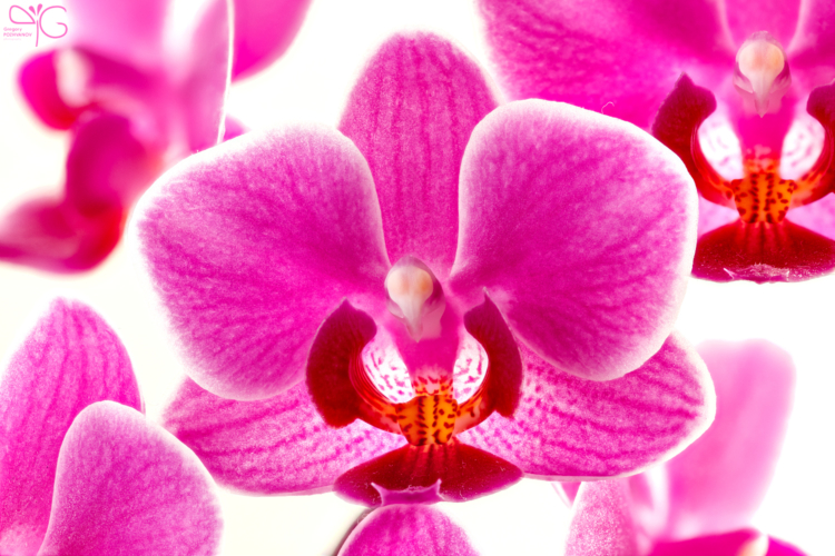 Орхидея фаленопсис, Phalaenopsis sp.