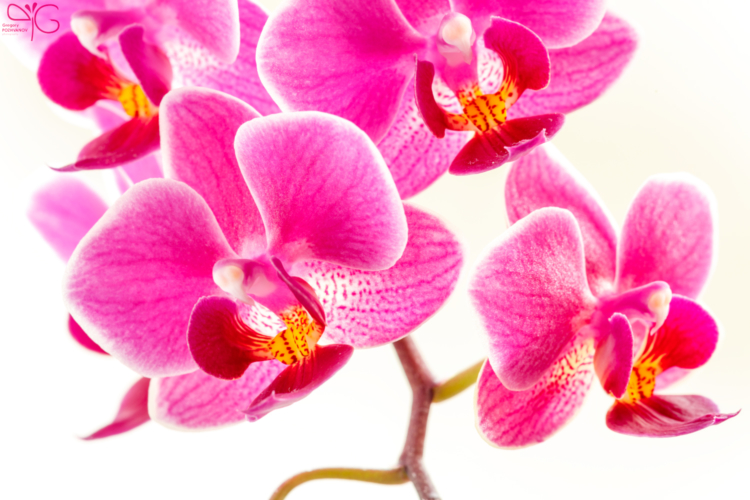 Орхидея фаленопсис, Phalaenopsis sp.