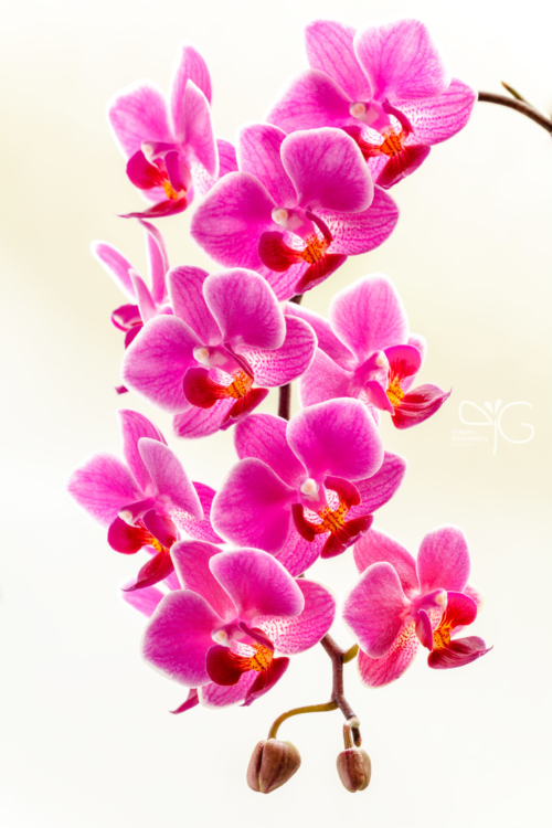 Орхидея фаленопсис, Phalaenopsis sp.