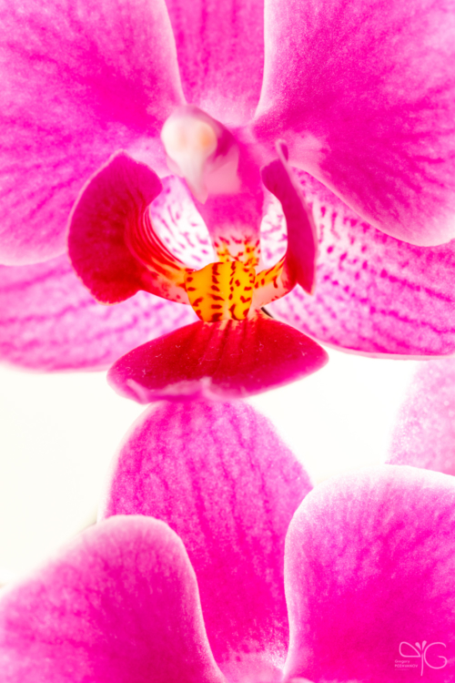 Орхидея фаленопсис, Phalaenopsis sp.