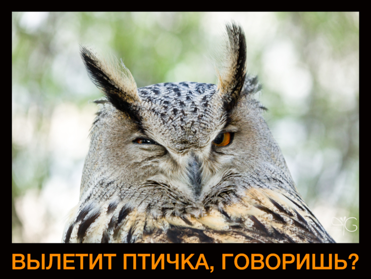 Вылетит птичка, говоришь?