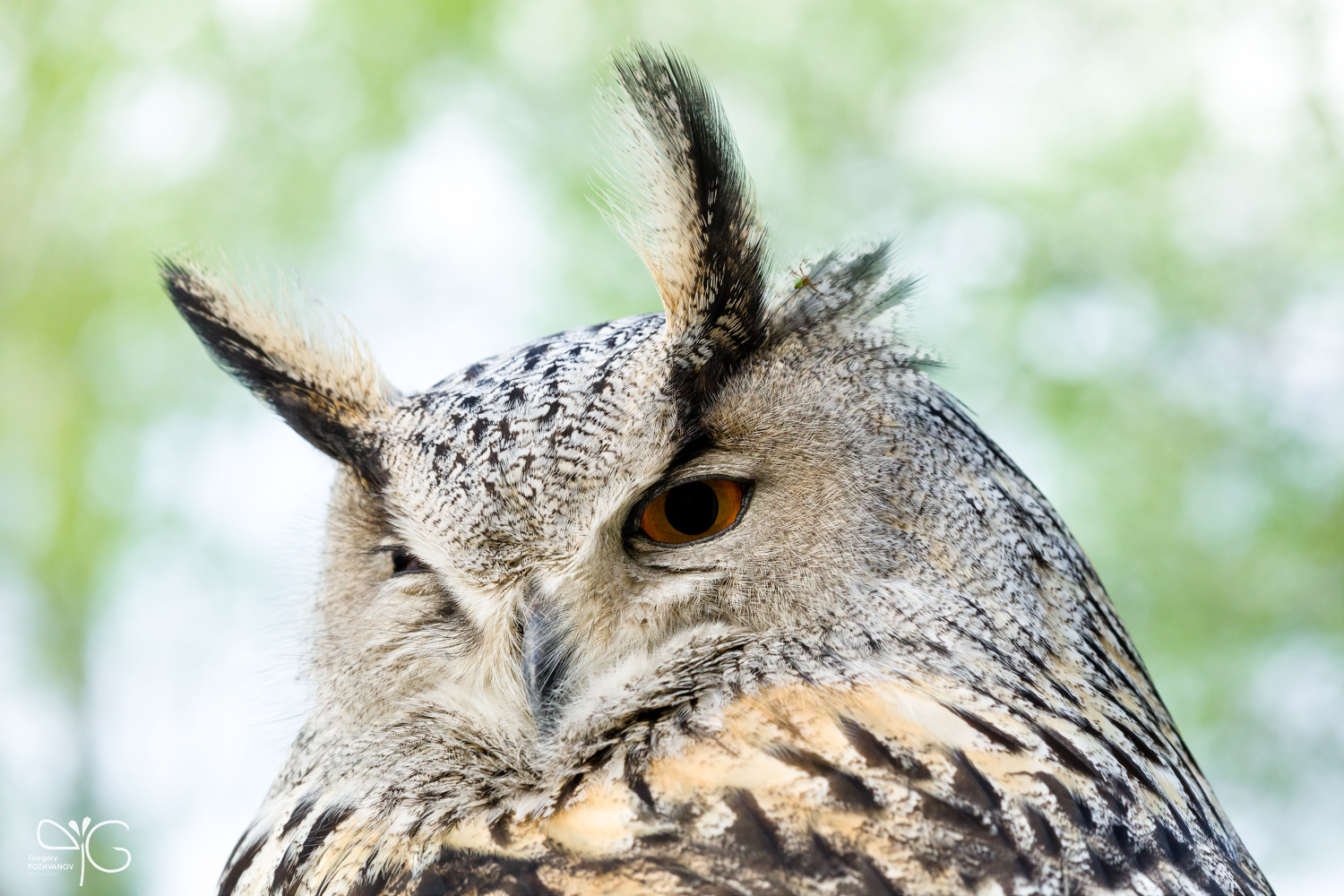 Fantik, eagle-owl