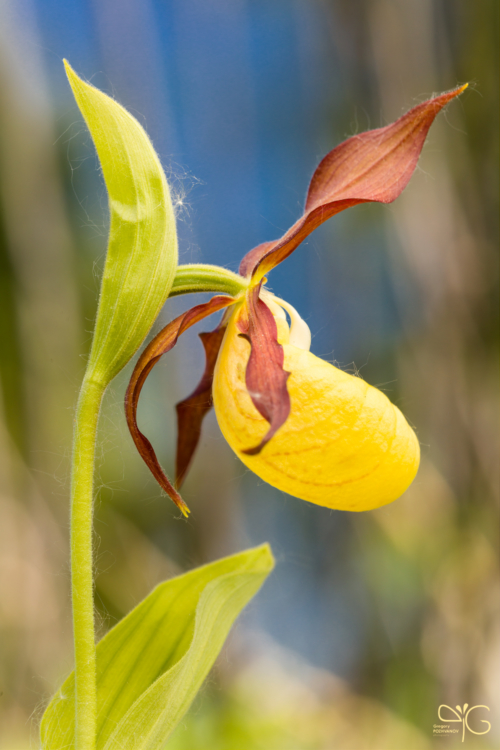 Cypripedium calceolus, венерин башмачок настоящий