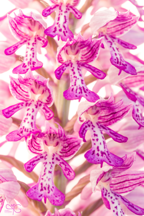Соцветие Orchis militaris крупным планом