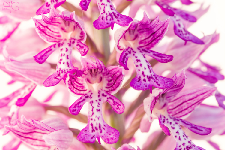 Соцветие Orchis militaris крупным планом
