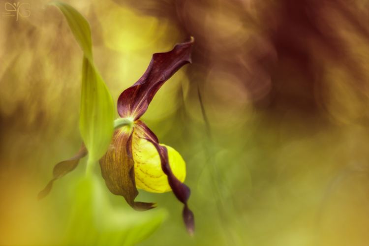 Cypripedium calceolus, венерин башмачок настоящий