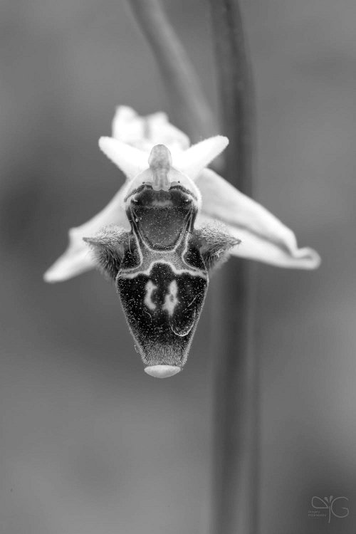 Ophrys oestrifera, офрис оводоносная