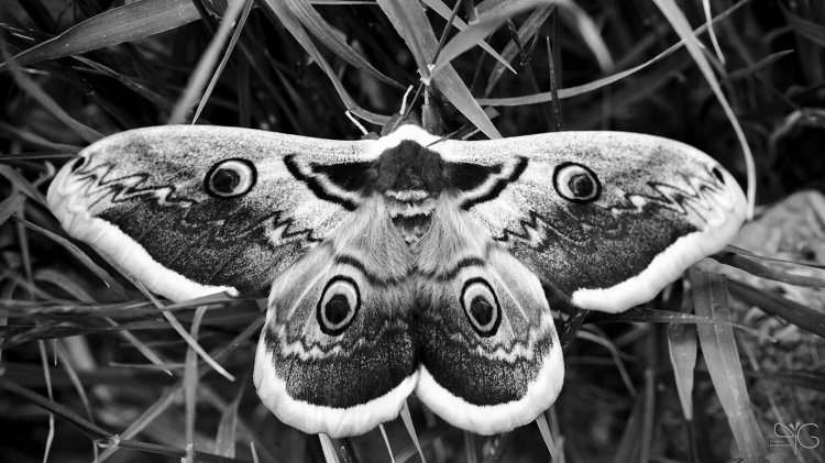 Saturnia pyri, грушевая павлиноглазка (сатурния)