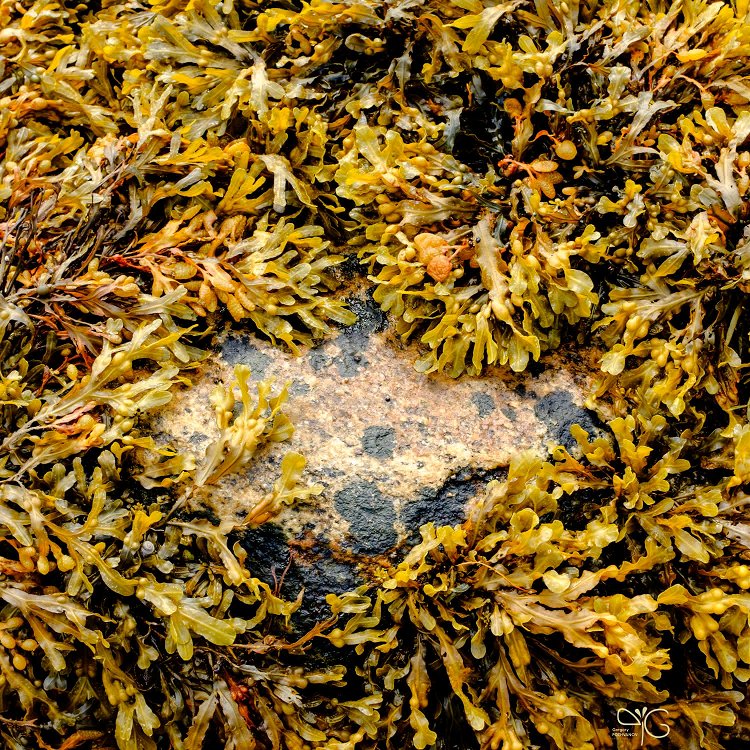 Фукусы в отлив | Fucus algae at low tide