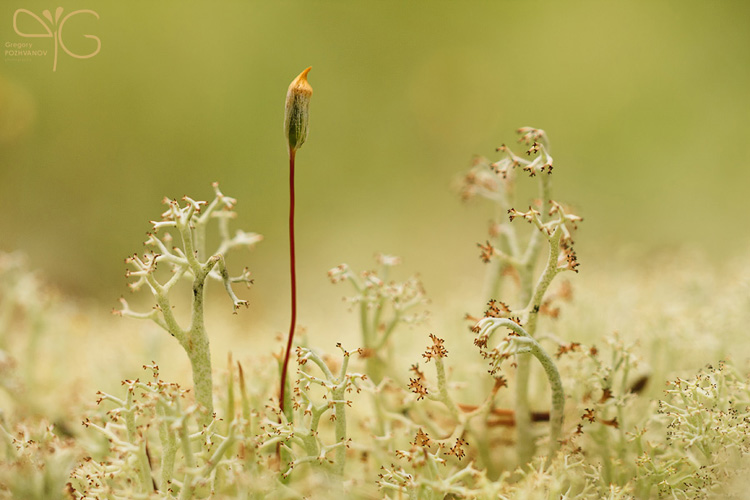 Secluded landscapes