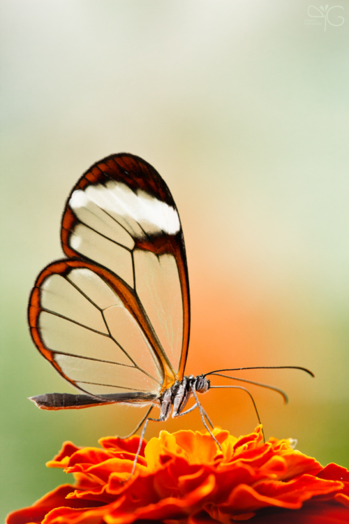 Glasswinged butterfly | Бабочка с прозрачными крыльями — 69583