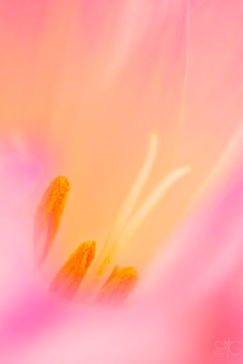 Tenderness, autumn crocus flower, LO | Нежный безвременник, ЛО — 69737