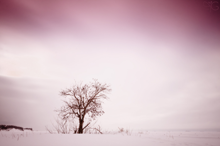 Lonely tree | Одиникое дерево — 72692