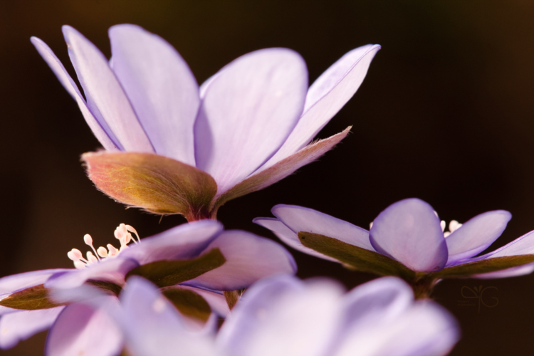 Hepatica flowers in oak forest, Belogorie reserve | Цветок печёночницы в дубраве Белогорья — 73570
