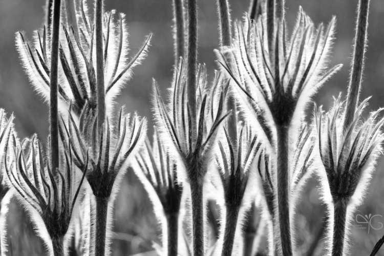 European pasqueflower, Belogorie reserve | Прострел раскрытый, заповедник Белогорье — 74527