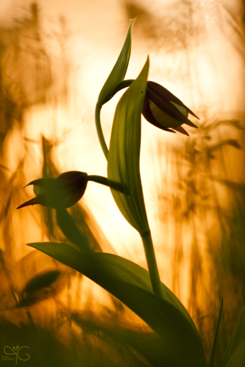 Cypripedium calceolus | Венерин башмачок — 75932