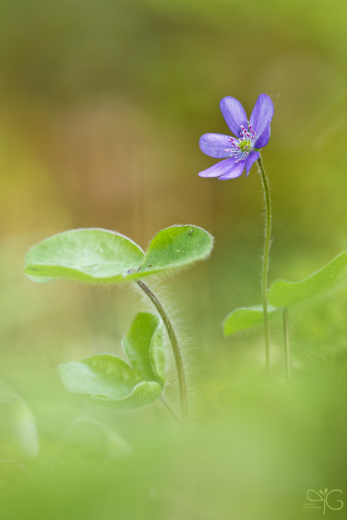 Liverleaf flower | Печёночница — 76007