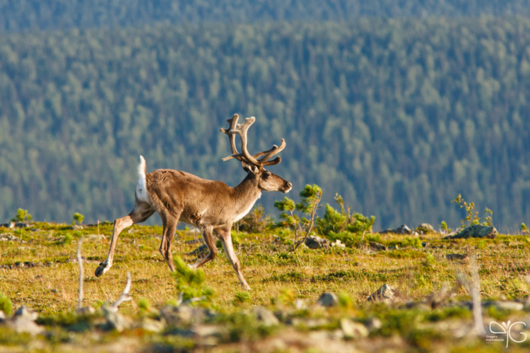 Deer running on the top of Bear mountain, Pechora-Ilych reserve | Олень, бегущий по горе Медвежья, Печоро-Илычский заповедник — 79408
