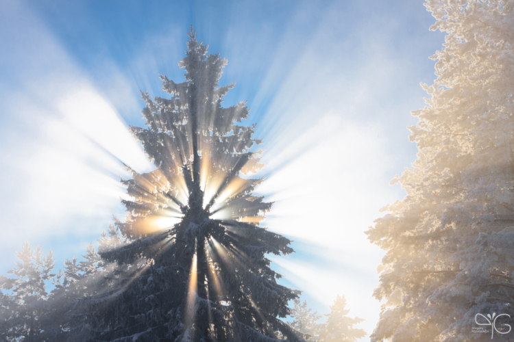 Spruce tree in frosty fog, Vuoksa river, LO | Ель в морозном тумане, Вуокса, ЛО — 89987