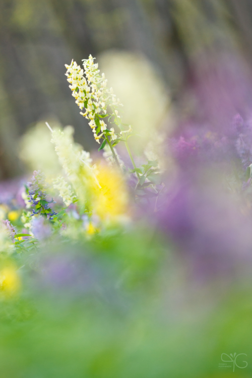 Spring forest palette | Палитра весенней дубравы — 97410