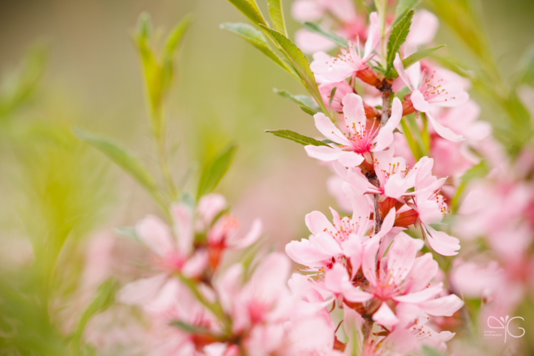 Dwarf almond shrub | Карликовый миндаль — 98149