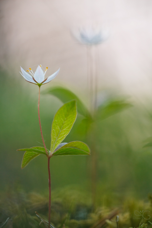 Starflower | Седмичник — 99146