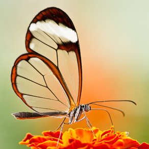 Glasswinged butterfly | Бабочка с прозрачными крыльями — 69583