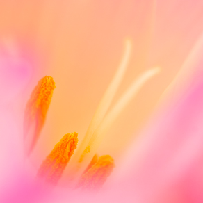 Tenderness, autumn crocus flower, LO | Нежный безвременник, ЛО — 69737