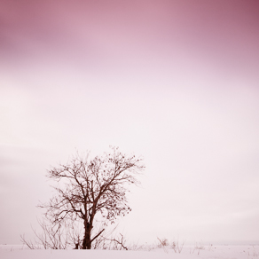 Lonely tree | Одиникое дерево — 72692