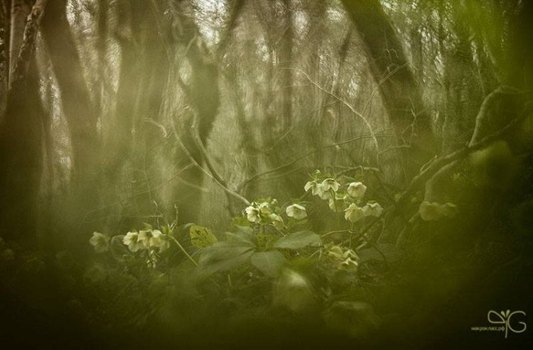 Волшебный лес