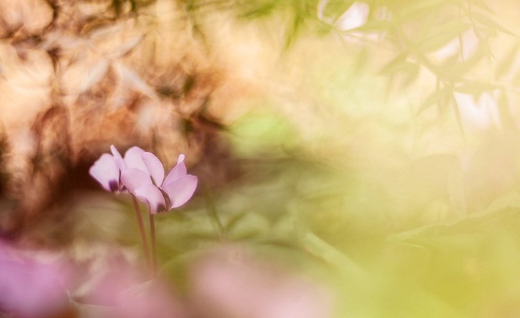 Юлия Втюрина | Цикламен косский