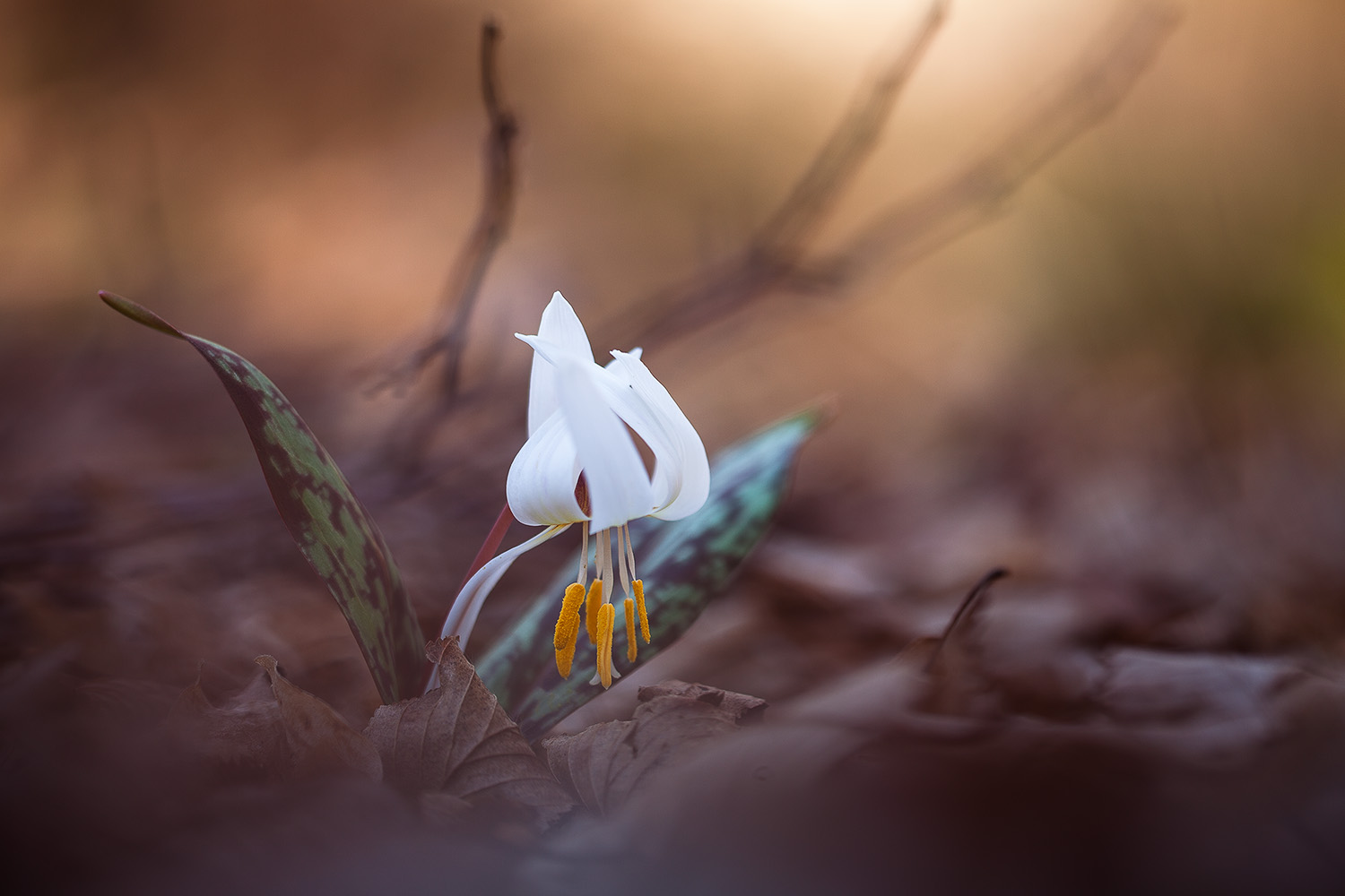 Юлия Втюрина фотограф