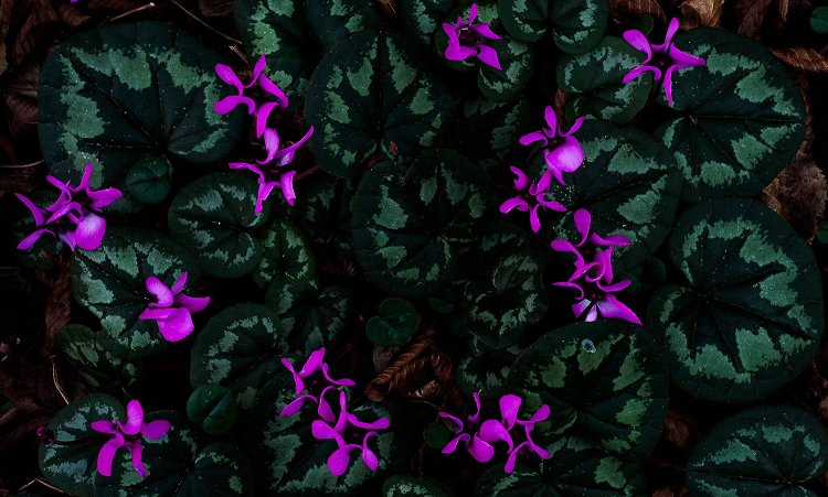 Юлия Втюрина | Цикламен косский