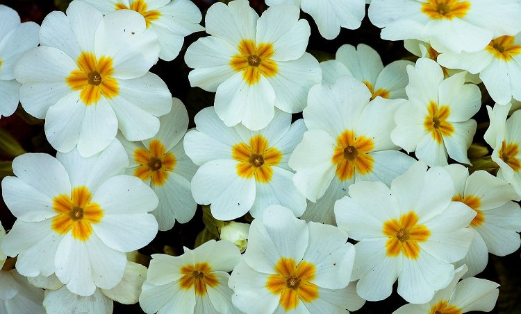 Юлия Втюрина | Primula sibthorpii