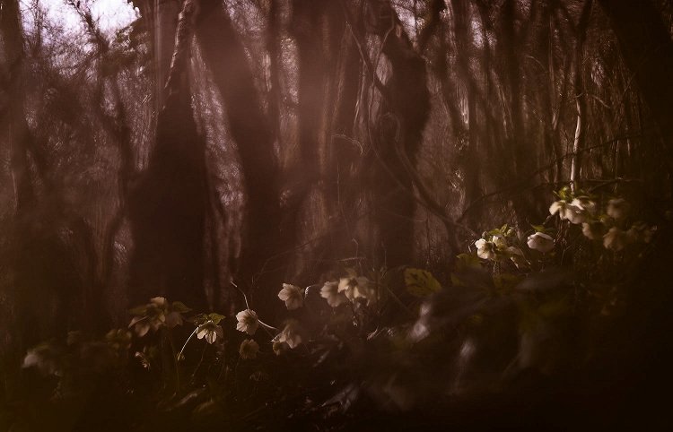 Юлия Втюрина | Морозник Кавказский